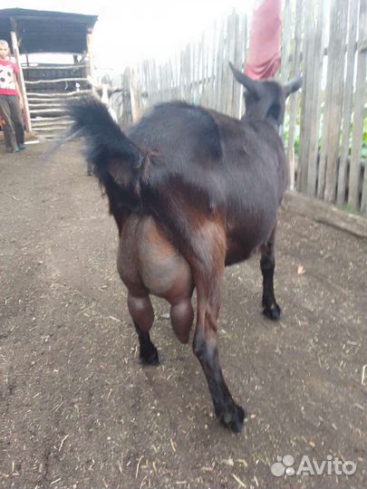 Альпийские козы