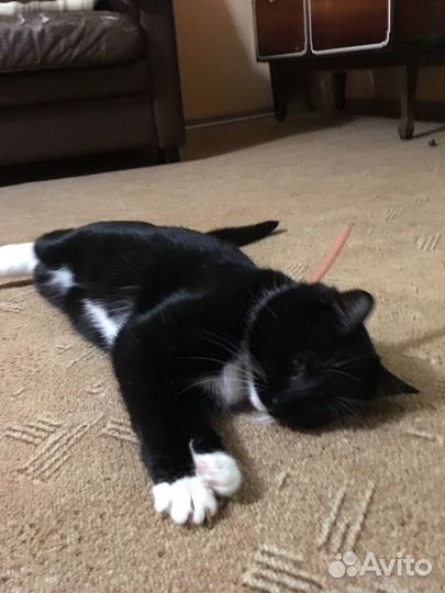 Ищем дом для славной кошечки