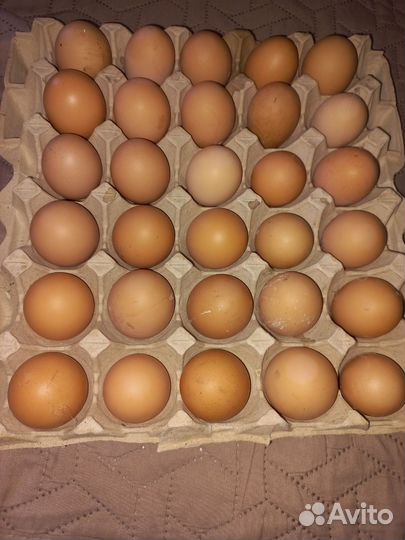 Яйца для инкубации