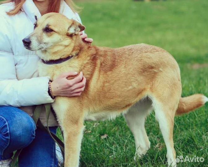 Собачка Шейла ищет дом