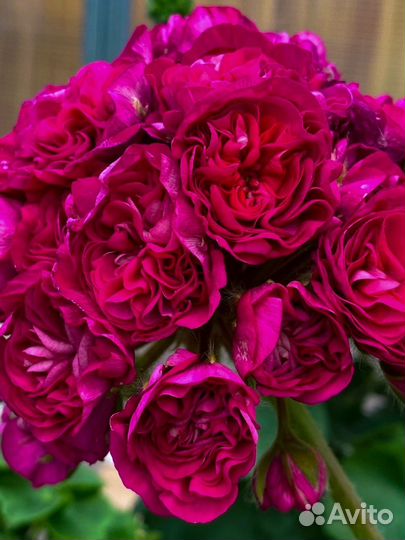 Ив Есфирь Прекрасная (срез)