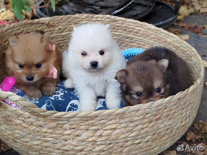 Щеночки шпица