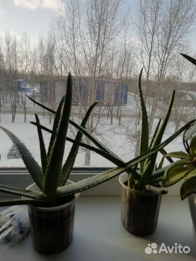 Алоэ вера