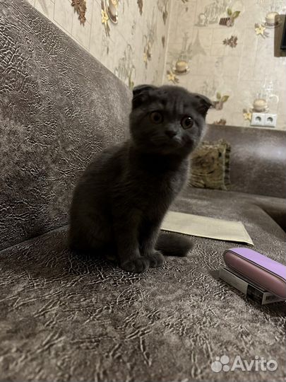 Британская вислоухая кошка