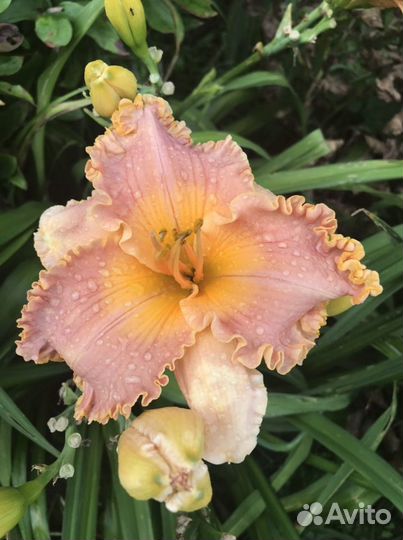 Лилейник Spacecoast Starburst