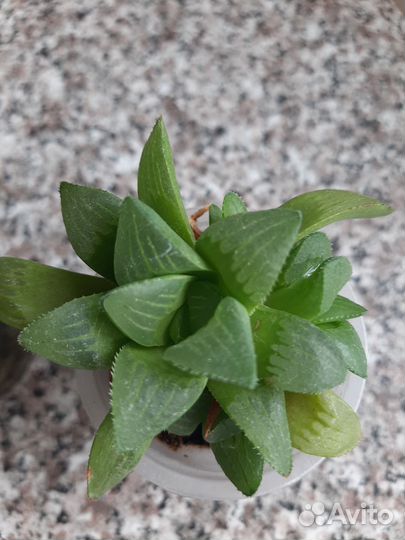 Крассула,декор.алое