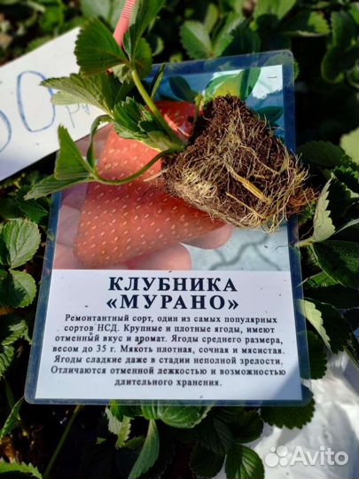 Рассада клубники