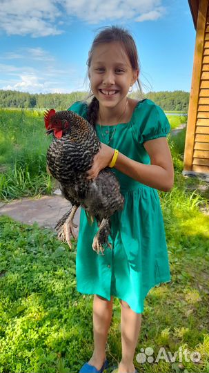 Продам петуха