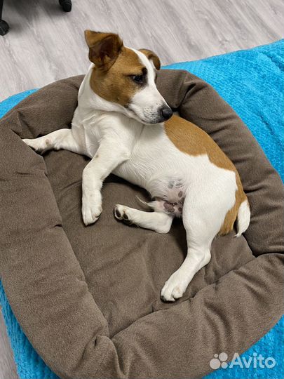 Джек рассел терьер