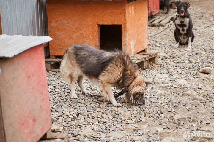 В очень выдержанные руки злой пёс Ян