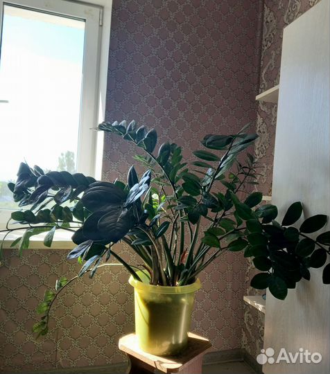 Замиокулькас