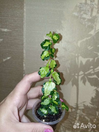 Фикусы