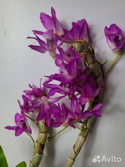 Дендробиум Dendrobium friedericksianum x parishii