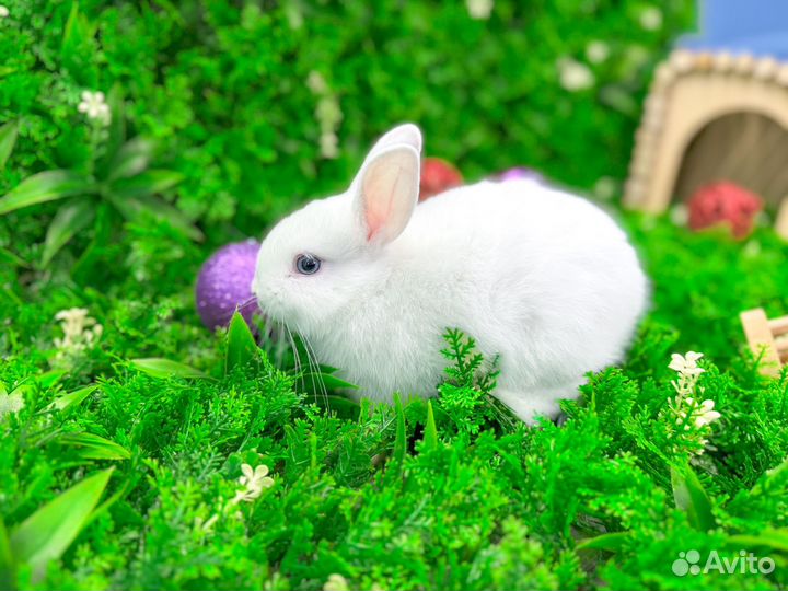 Мини карликовый кролик - минор огневка