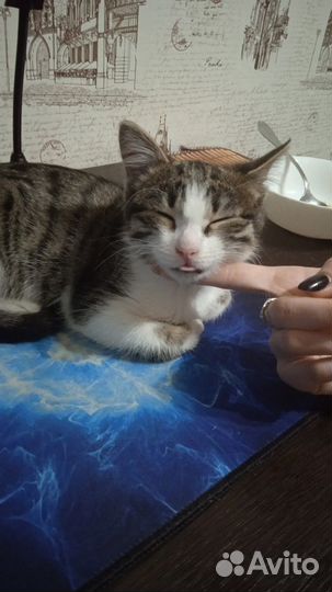 Отдам маленькую кошечку