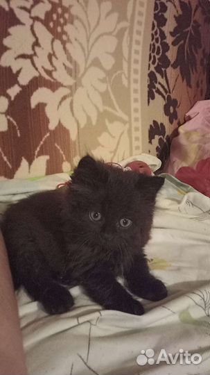 Кошка в дар бесплатно