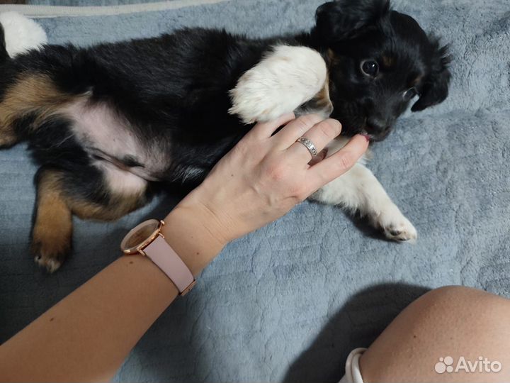 Очаровательный щеночек мальчик