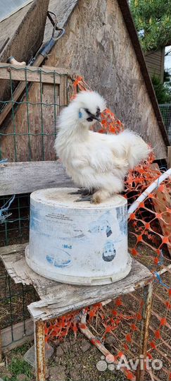 Петух китайский шелковый