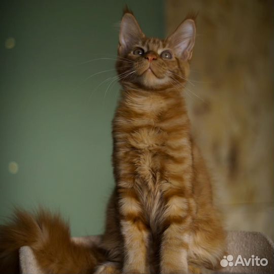 Мейн-кун девочка, питомник