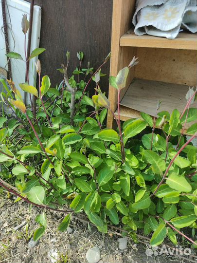 Жимолость канифоль