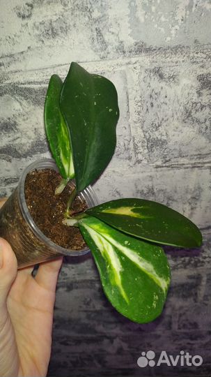 Хойя Obovata variegata