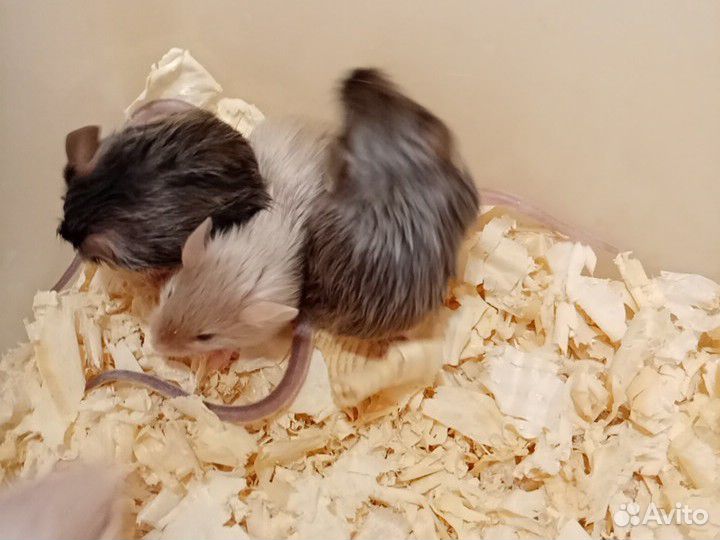 Сатиновые мыши