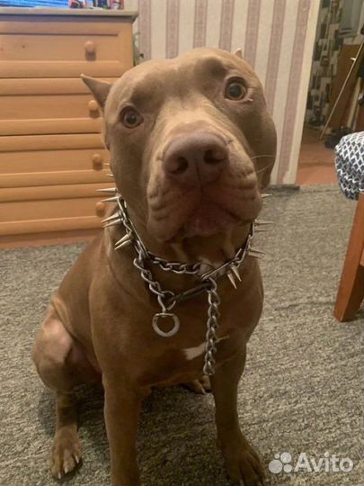 Ошейник с шипами