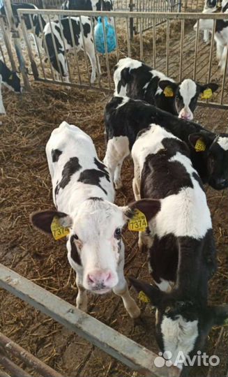 Телята бычки