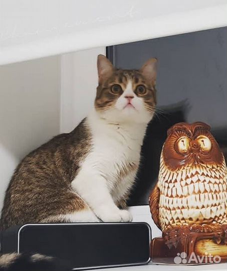 Молодой домашний котик