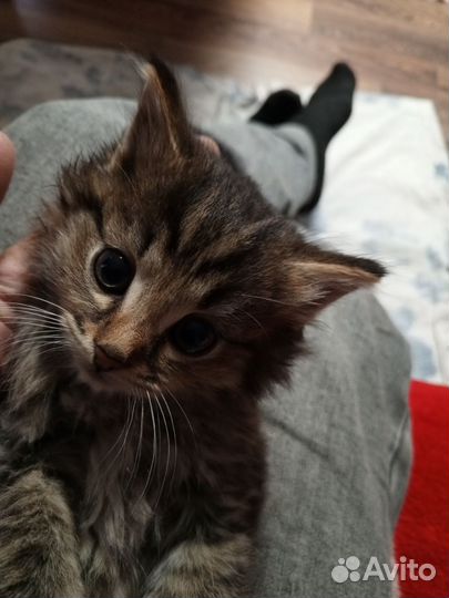 Кошечки, девочки