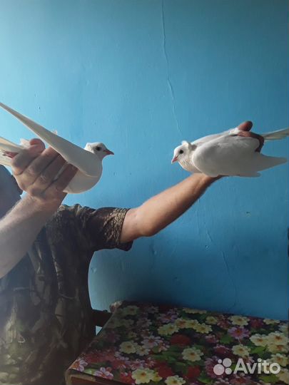 Голуби на свадьбу