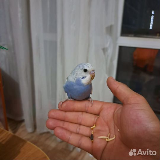 Волнистые попугаи, птенцы