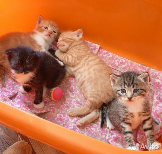 Отдам котят в добрые руки