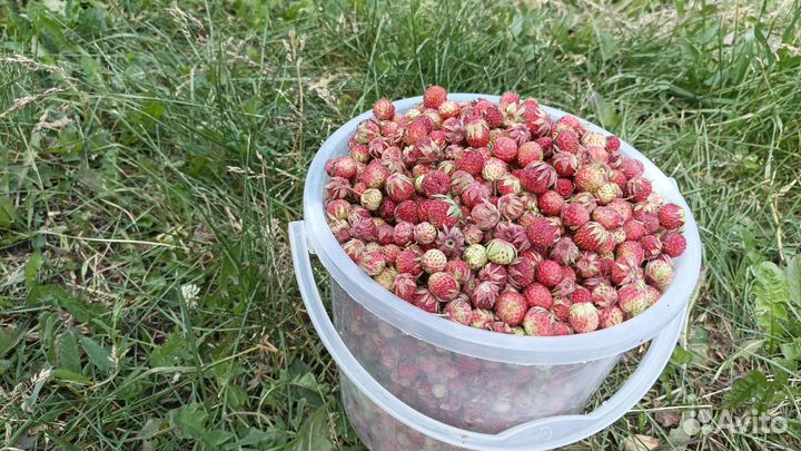 Лесная ягода