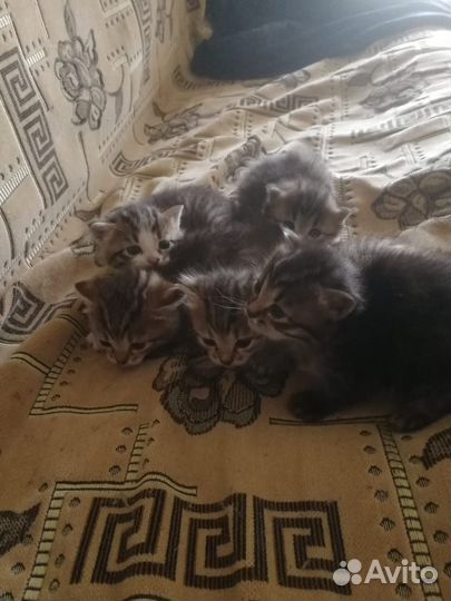 Котята в добрые руки