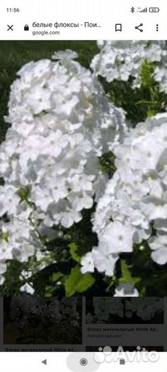 Белый флокс