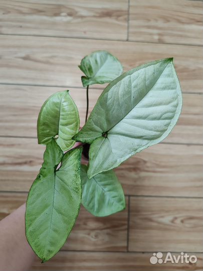 Сингониум, эпипремнум, оксалис