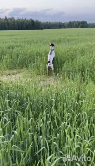 Курцхаар вязка