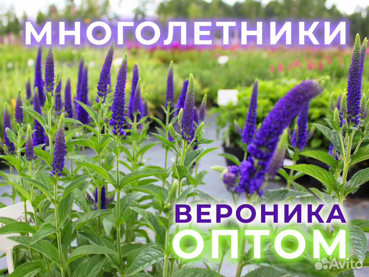 Вероника сортовая Ротфукс Оптом с Питомника