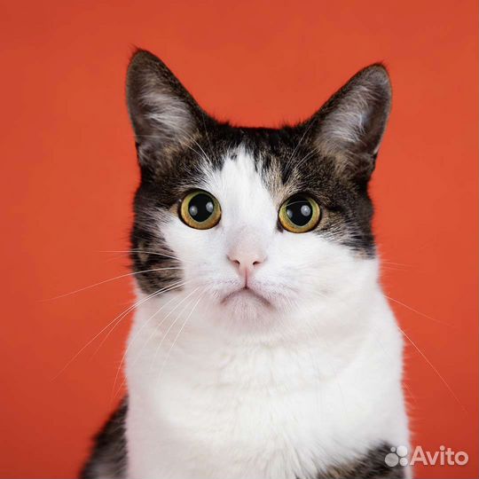 Кот в добрые руки