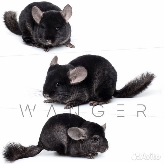 Шиншилла окраса 