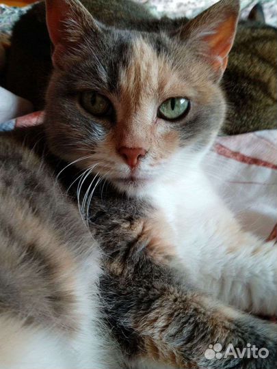 Маленькая пугливая Алисочка в дар