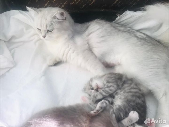 Британских котята в хорошие руки