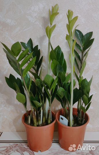 Замиокулькас