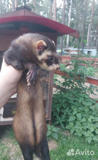 Домашний хорек