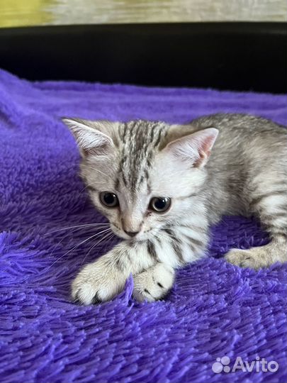 Отдам в добрые руки кошку британку