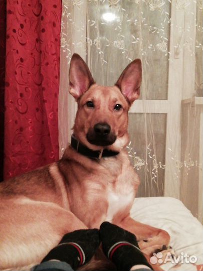 Отдам в добрые руки