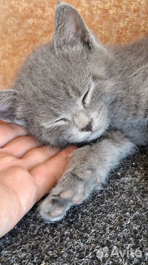 Котята в добрые руки мальчик 1.5 мес серый