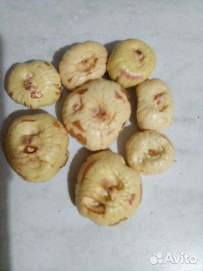 Гладиолусы луковицы