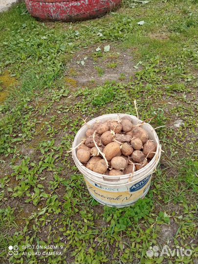 Семенной картофель